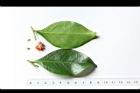 細葉饅頭果-葉25.JPG