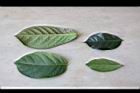 細葉饅頭果-葉43.jpg