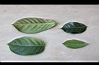 細葉饅頭果-葉44.jpg