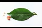 細葉饅頭果-葉正00.JPG
