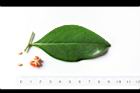 細葉饅頭果-葉正02.JPG