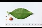細葉饅頭果-葉背08.JPG