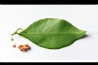 細葉饅頭果-葉背10.JPG