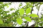 細葉饅頭果-葉脈02.JPG