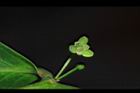 細葉饅頭果-雄花07.JPG