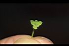 細葉饅頭果-雄花08.JPG