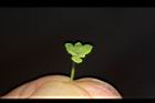 細葉饅頭果-雄花09.JPG