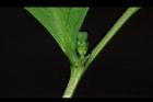 細葉饅頭果-雌花04.JPG