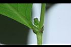 細葉饅頭果-雌花05.JPG
