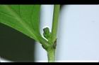 細葉饅頭果-雌花06.JPG