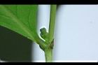 細葉饅頭果-雌花07.JPG