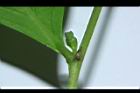 細葉饅頭果-雌花10.JPG