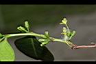 細葉饅頭果-雌雄花01.JPG