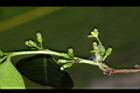 細葉饅頭果-雌雄花02.JPG