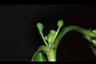 細葉饅頭果-雌雄花06.JPG