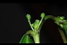 細葉饅頭果-雌雄花08.JPG
