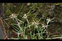 細葉鼠麴草-花序04.JPG