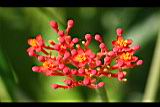 細裂葉珊瑚油桐-花03.jpg