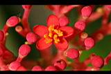細裂葉珊瑚油桐-花09.jpg