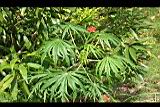 細裂葉珊瑚油桐3.jpg