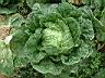 結球白菜03.jpg
