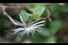 絡石-種子06.jpg