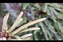 絨毛石葦-孢子01.JPG