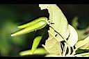 絨毛芙蓉蘭-實01.jpg