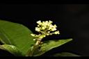 絨毛芙蓉蘭-花序03.JPG