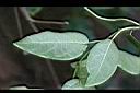 絨毛芙蓉蘭-葉背2.jpg