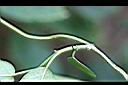 絨毛芙蓉蘭-藤00.jpg