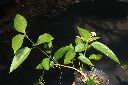 絨毛芙蓉蘭00.JPG