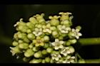 絨毛芙蓉蘭-花00.JPG