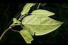 絨毛芙蓉蘭-葉背4.jpg