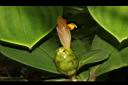 絨葉閉鞘薑-花00.JPG