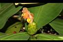 絨葉閉鞘薑-花03.JPG