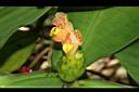 絨葉閉鞘薑-花04.JPG