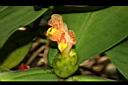 絨葉閉鞘薑-花05.JPG