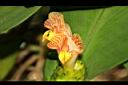 絨葉閉鞘薑-花06.JPG