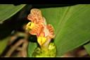 絨葉閉鞘薑-花07.JPG