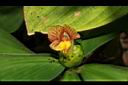 絨葉閉鞘薑-花08.JPG