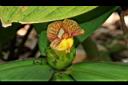絨葉閉鞘薑-花09.JPG