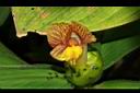絨葉閉鞘薑-花10.JPG