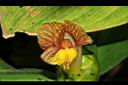 絨葉閉鞘薑-花11.JPG