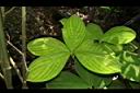 絨葉閉鞘薑-葉04.JPG