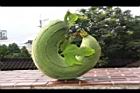 絲瓜-實-葉00.JPG