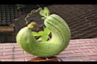 絲瓜-實-葉08.JPG