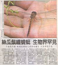 蜻蜓1.jpg