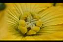 絲瓜-雌花18.jpg