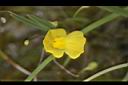 絲葉貍藻-花10.JPG